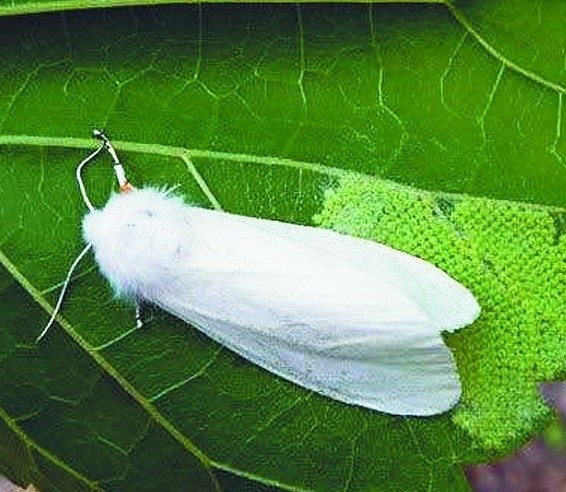 诱芯 产品系列 泽农生物科技-绿色防控专家-天牛诱捕美国白蛾诱捕